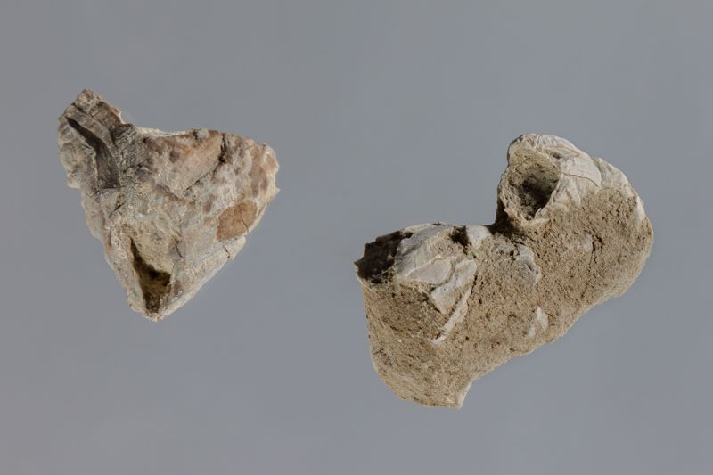 NC CIRRIPEDE [closca]