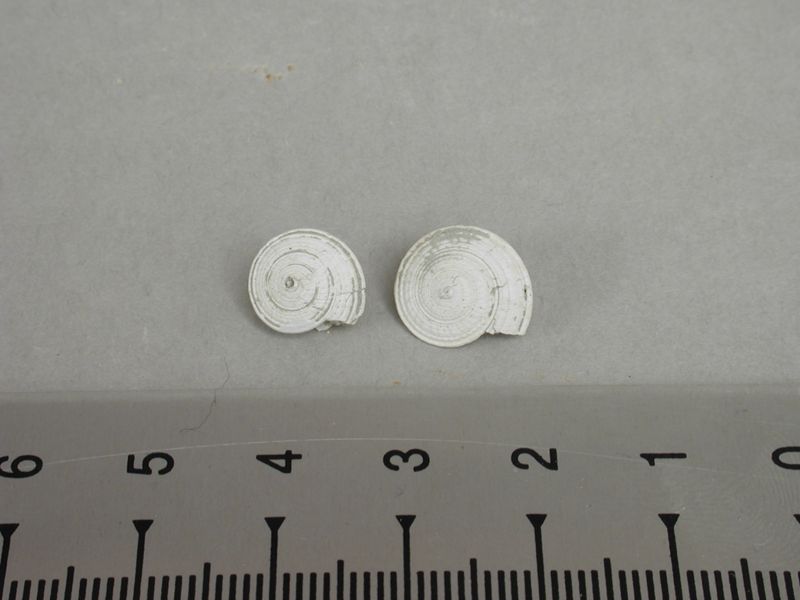 NC GASTEROPODE [conquilles]