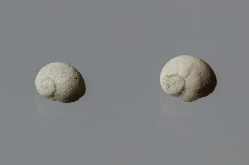 NC GASTEROPODE [conquilles]