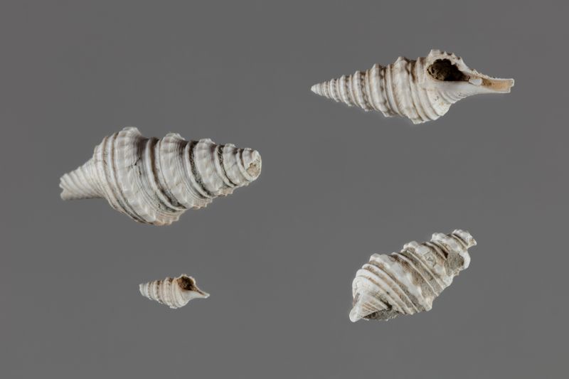 NC GASTEROPODE [conquilles]