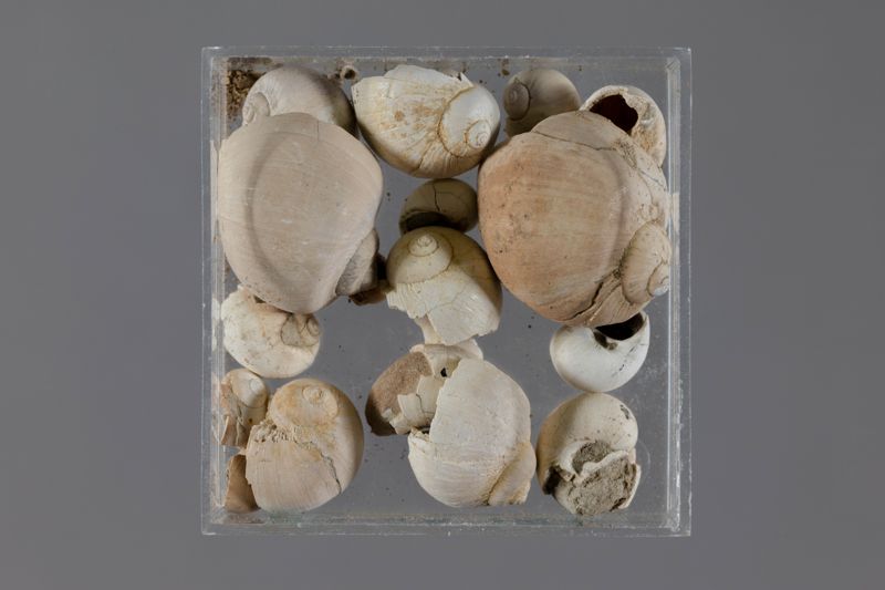 NC GASTEROPODE [conquilles]