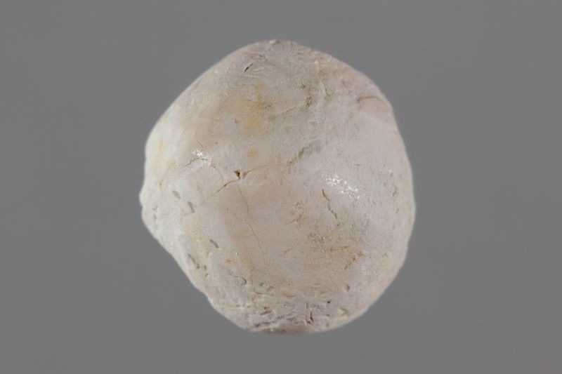 NC GASTEROPODE [conquilles]