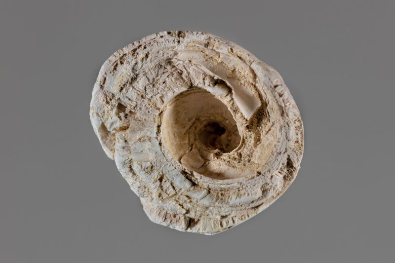 NC GASTEROPODE [conquilles]