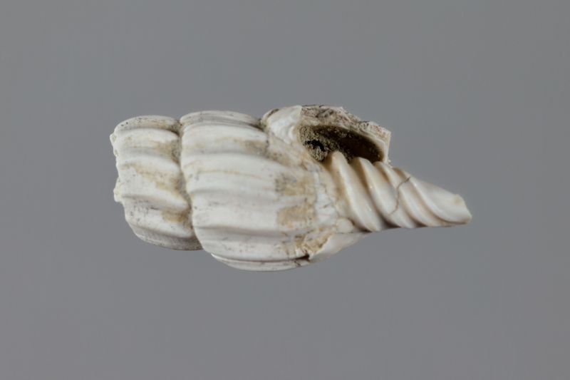 NC GASTEROPODE [conquilles]