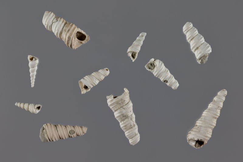 NC GASTEROPODE [conquilles]