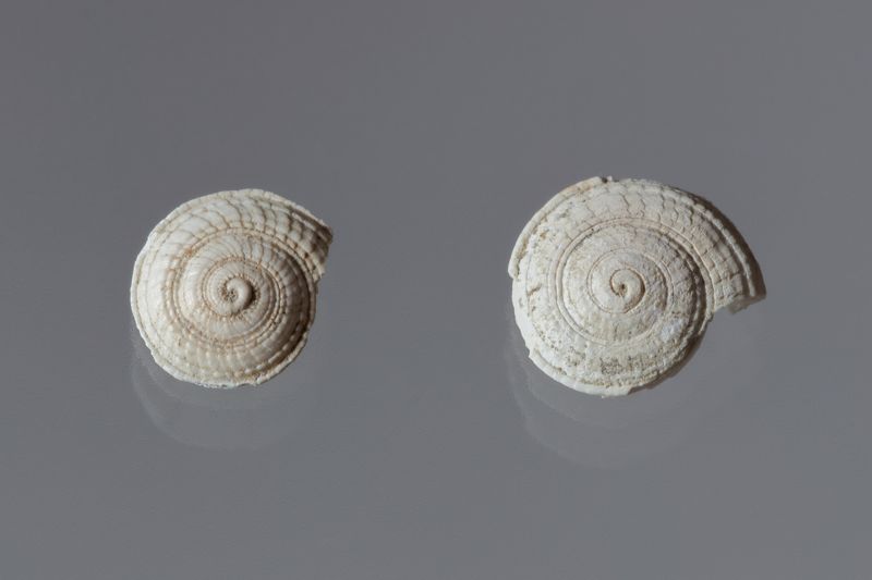 NC GASTEROPODE [conquilles]