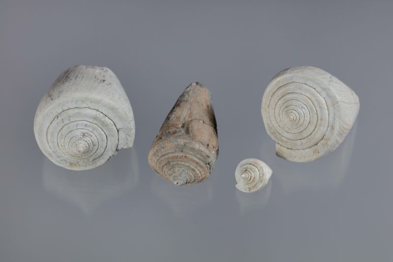 NC GASTEROPODE [conquilles]