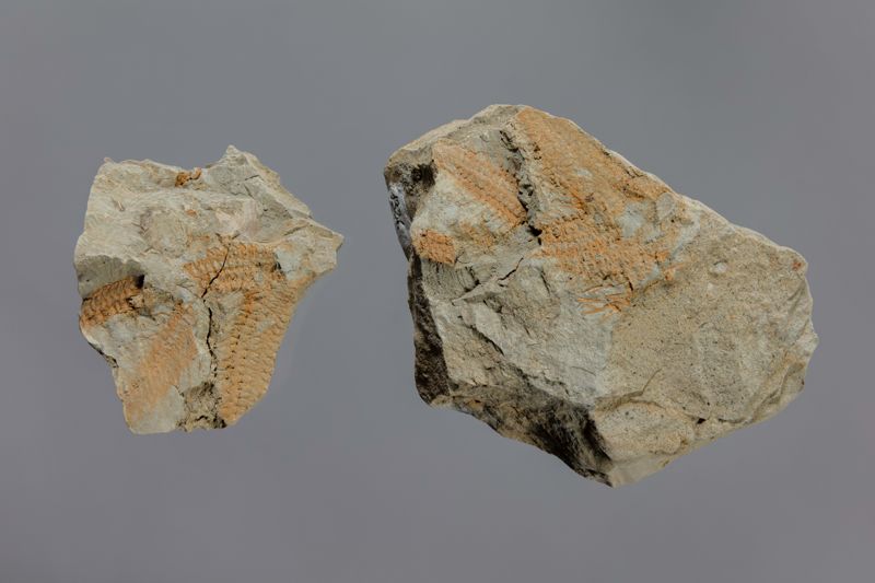 NC ASTEROIDEU [impressió]