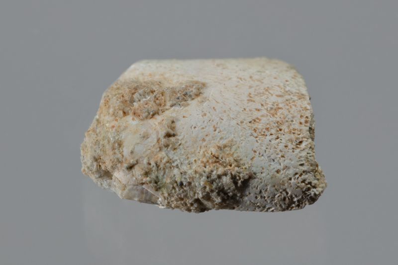 NC DECAPODE [esquelet]