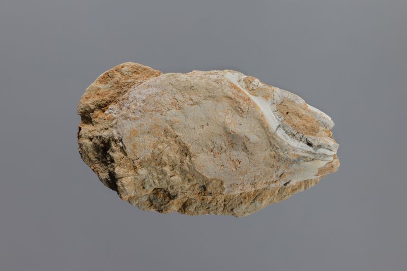 NC BRAQUIÜR [esquelet]