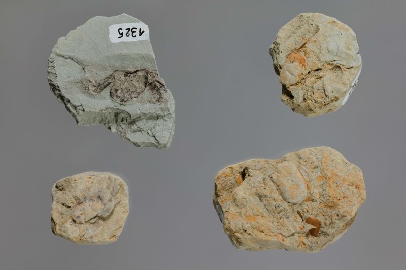 NC DECAPODE [esquelet]