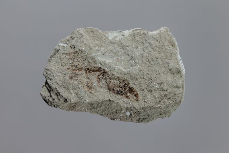 NC ANOMUR [esquelet]