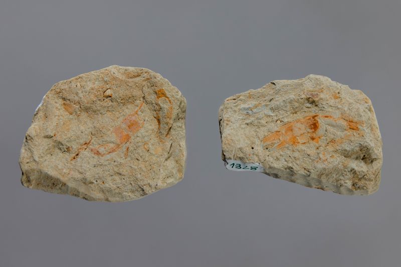 NC ANOMUR [esquelet]