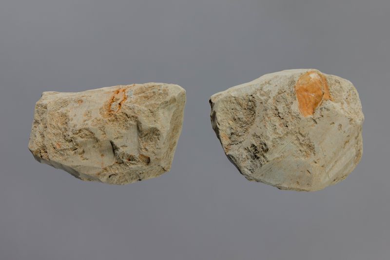 NC ANOMUR [esquelet]