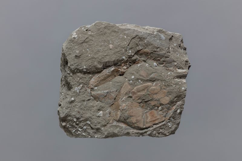 NC BRAQUIÜR [esquelet]