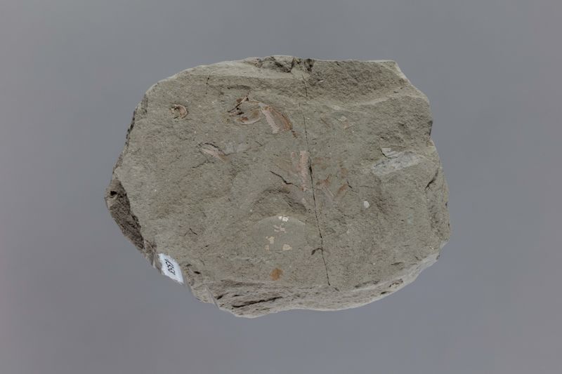 NC ANOMUR [esquelet]