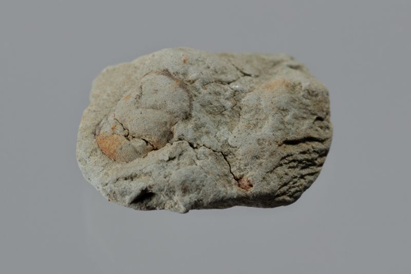 NC BRAQUIUR [esquelet]