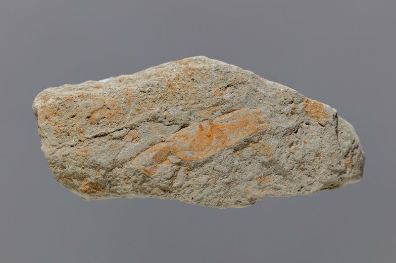 NC ANOMUR [esquelet]