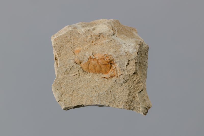 NC DECAPODE [esquelet]