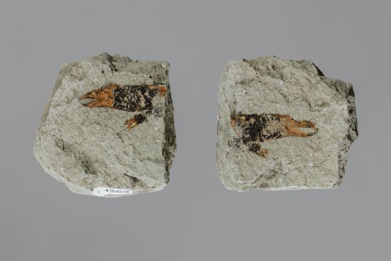 NC ANOMUR [esquelet]