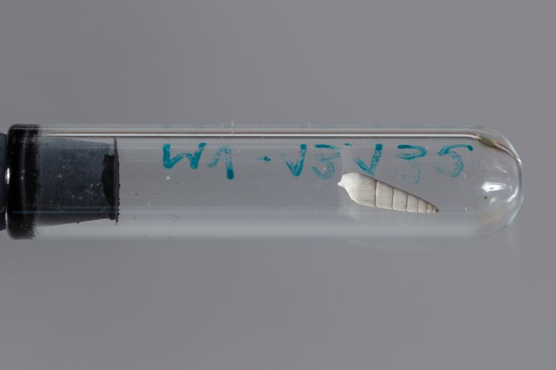 NC GASTEROPODE [conquilles]