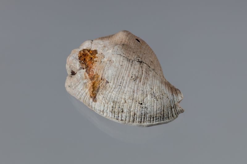 NC GASTEROPODE [conquilles]