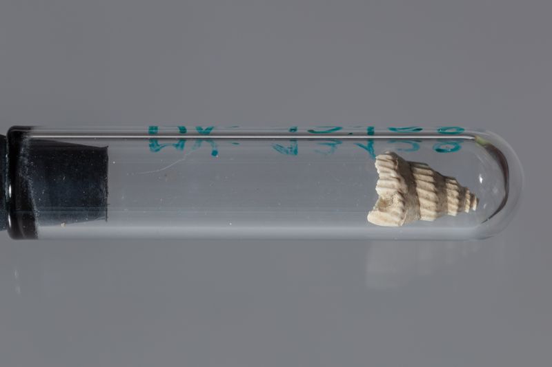 NC GASTEROPODE [conquilles]