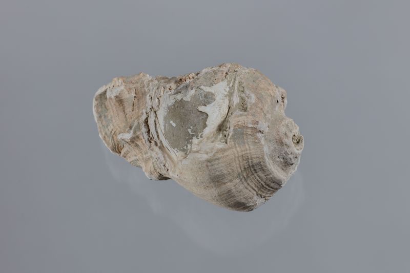 NC GASTEROPODE [conquilles]