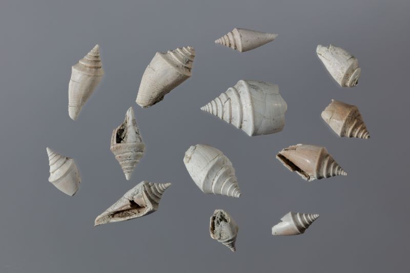 NC GASTEROPODE [conquilles]