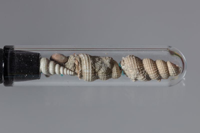 NC GASTEROPODA [conquilles]