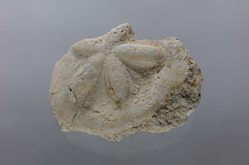 NC EQUINID [esquelet]