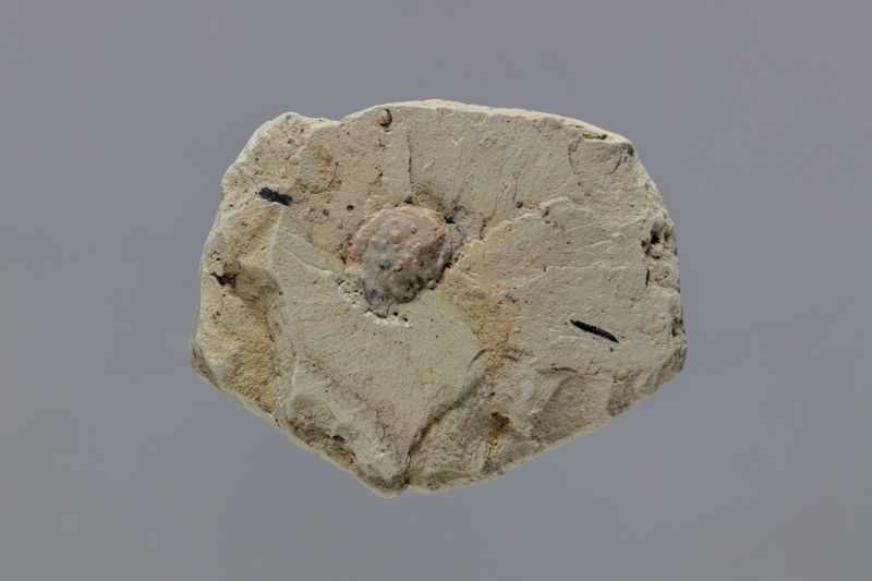 NC DECAPODE [esquelet]