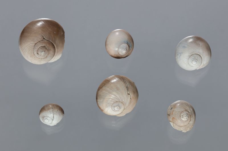 NC GASTEROPODE [conquilles]