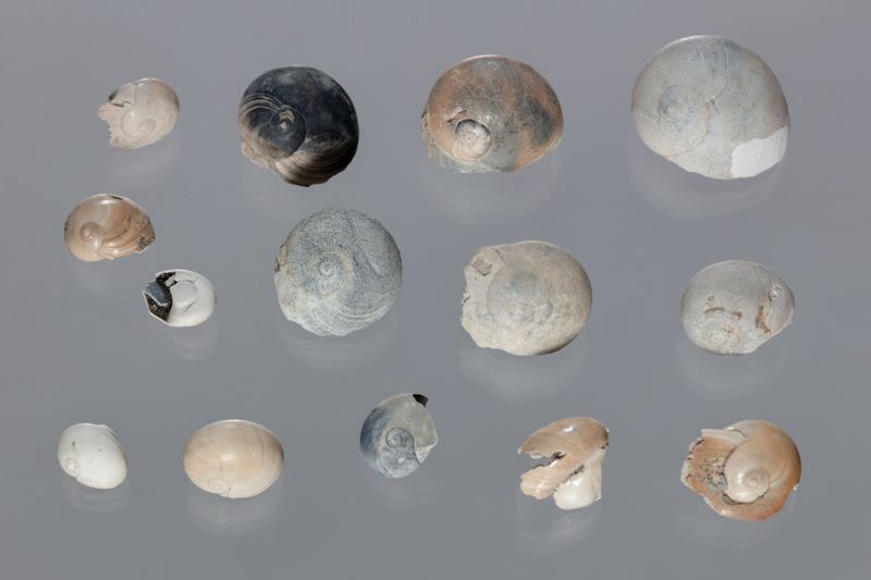 NC GASTEROPODE [conquilles]