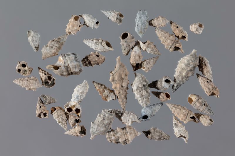 NC GASTEROPODE [conquilles]