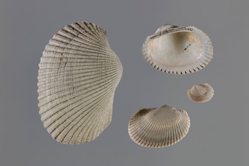 NC BIVALVA [conquilles]