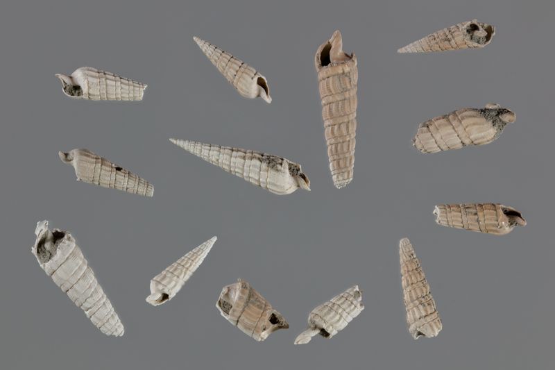 NC GASTEROPODE [conquilles]