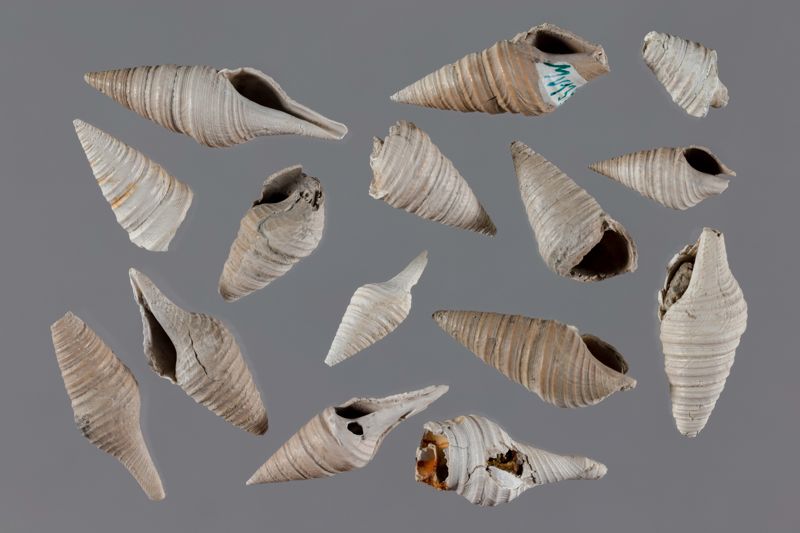 NC GASTEROPODE [conquilles]