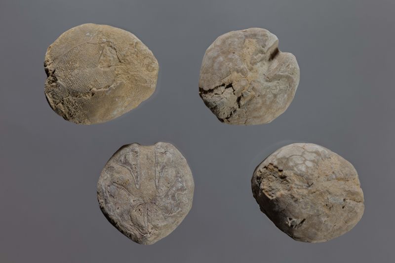 NC EQUINID [esquelet]