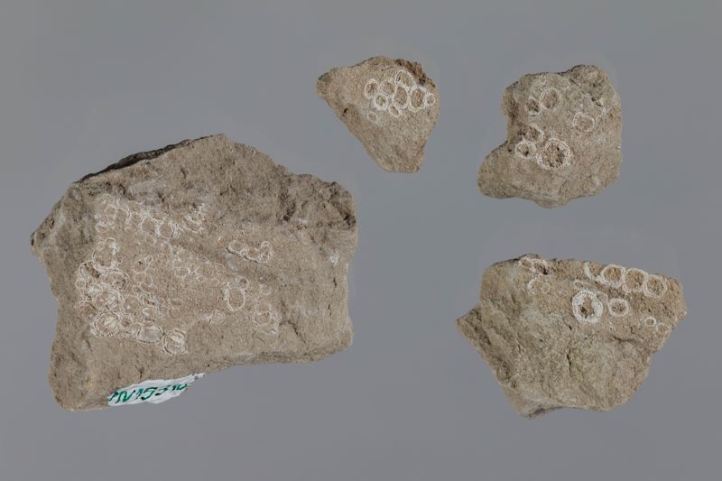 NC CIRRIPEDE [closca]