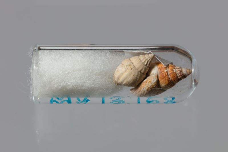 NC GASTEROPODE [conquilles]