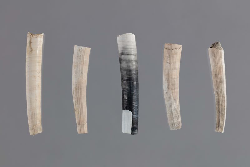 NC ESCAFOPODE [conquilles]