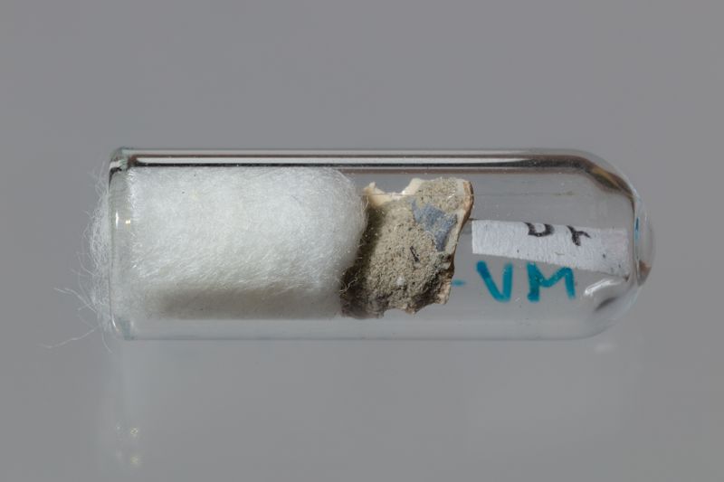 NC GASTEROPODE [conquilles]