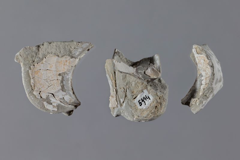 NC NAUTILUS [motlle intern]