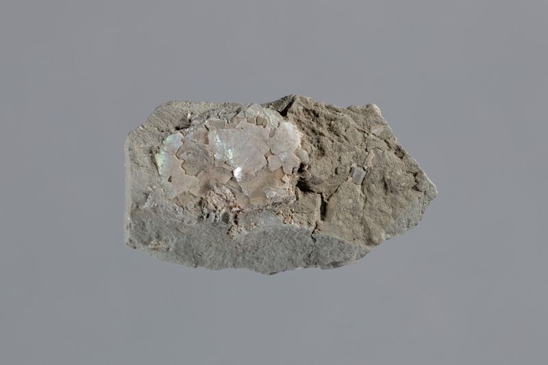 NC NAUTILUS [conquilles], Peitabí, Manel, Massanell, Antoni