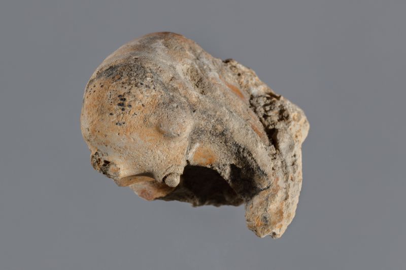 NC NAUTILUS [motlle intern]