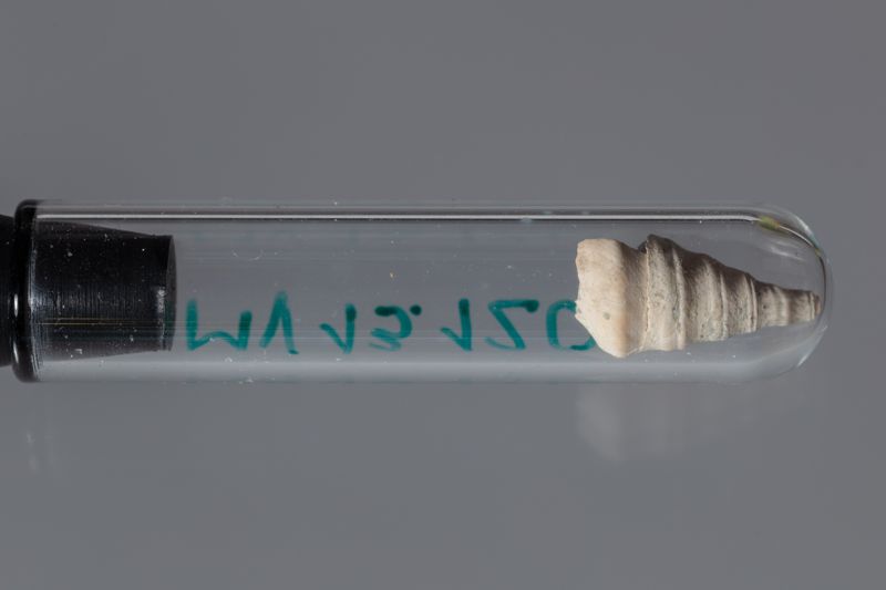 NC GASTEROPODE [conquilles]