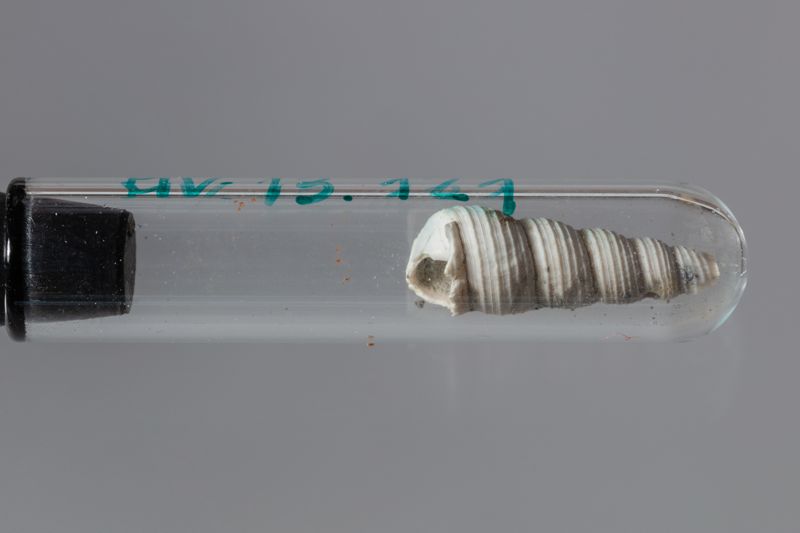 NC GASTEROPODE [conquilles]