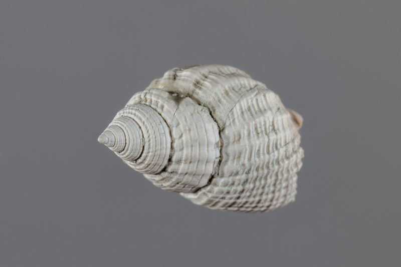 NC GASTEROPODE [conquilles]