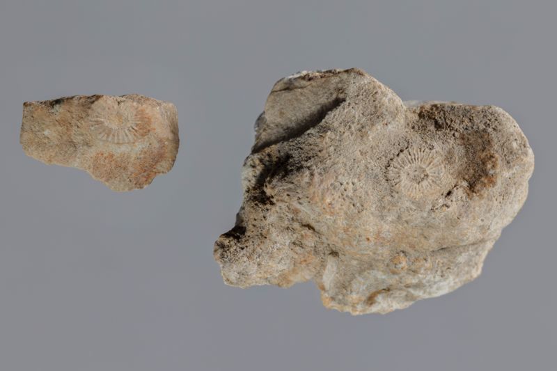 NC CIRRIPEDE [closca]